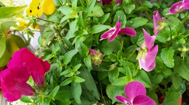 遅くなりましたが｜写メ日記｜ジュリア｜鶯谷 人妻デリヘル しゅうかつ倶楽部