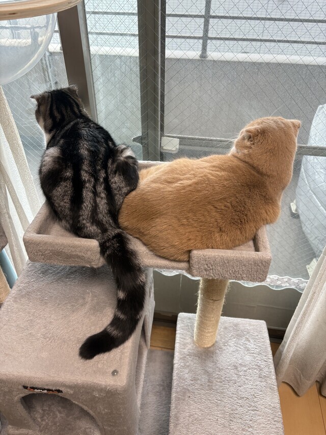 我が家の猫　ボーイズラブ