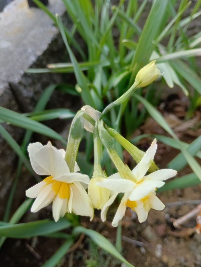 水仙が咲きました。｜写メ日記｜上杉　ひろみ｜鶯谷 人妻デリヘル しゅうかつ倶楽部