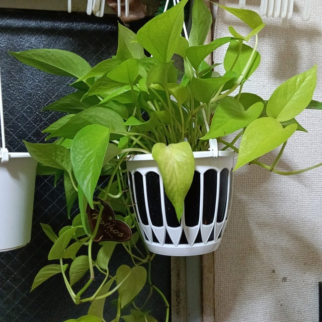 植物大好き(*^ω^*)