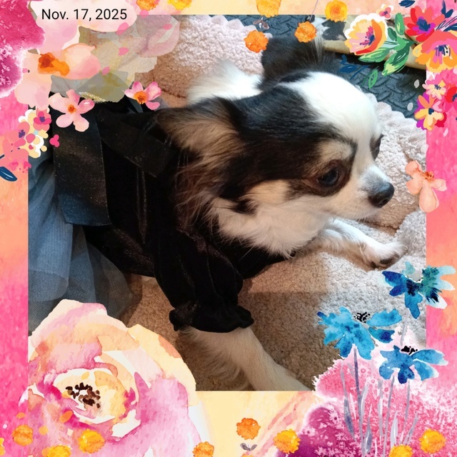 今日もありがとうございましたm(_ _)m｜写メ日記｜ミハル　花魁｜鶯谷 人妻デリヘル しゅうかつ倶楽部