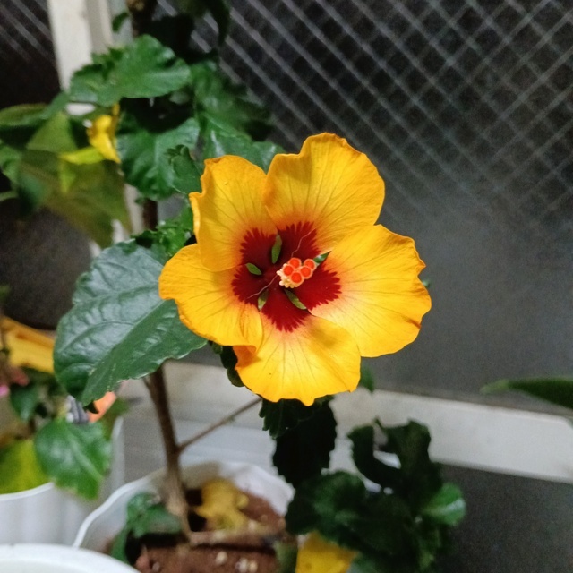 出勤しました(*^^*)｜写メ日記｜ミハル　花魁｜鶯谷 人妻デリヘル しゅうかつ倶楽部