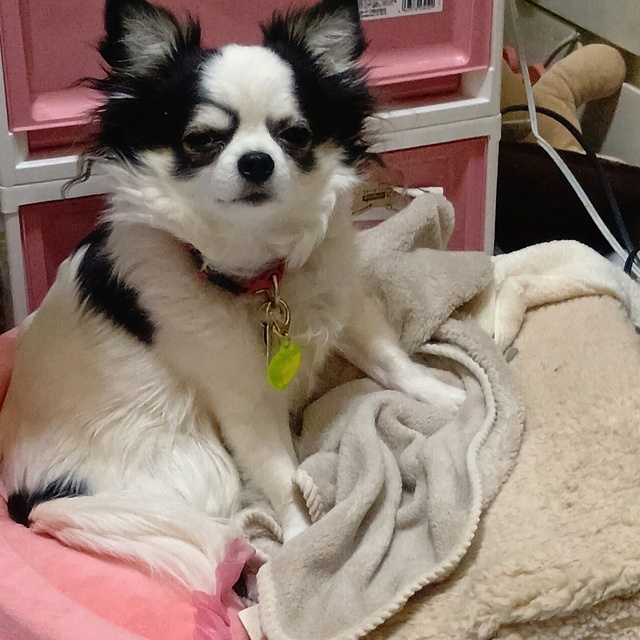 本日は出勤します(*ˊᗜˋ*)/｜写メ日記｜ミハル　花魁｜鶯谷 人妻デリヘル しゅうかつ倶楽部