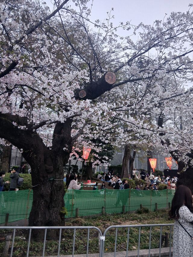 ありがとうございます、｜写メ日記｜富士　つばめ｜鶯谷 人妻デリヘル しゅうかつ倶楽部