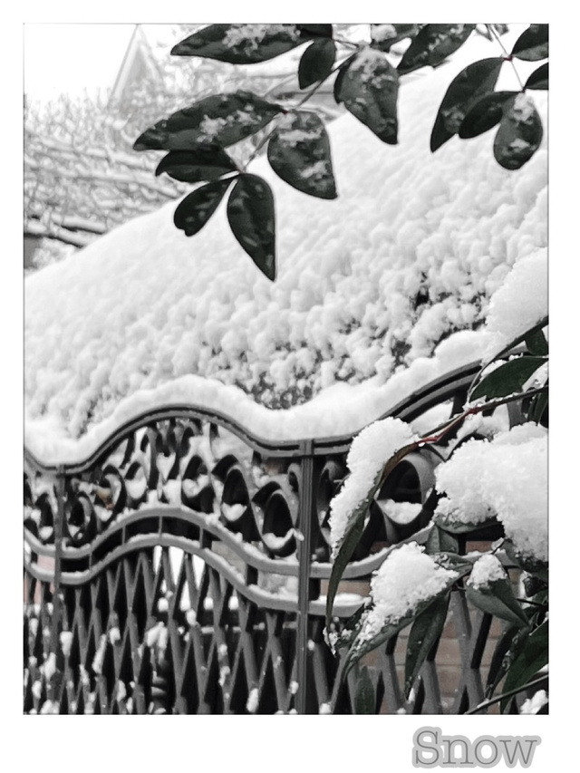 ❄️雪❄️｜写メ日記｜佐々木ほのか｜鶯谷 人妻デリヘル しゅうかつ倶楽部