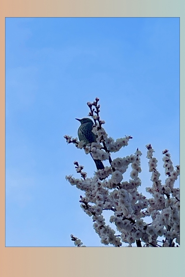 補習授業｜写メ日記｜佐々木ほのか｜鶯谷 人妻デリヘル しゅうかつ倶楽部