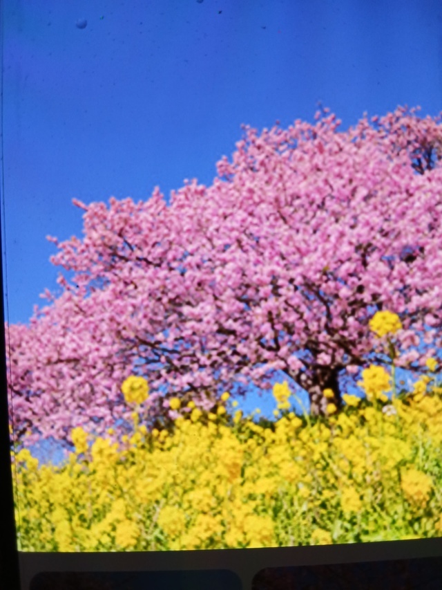有り難う御座います☺｜写メ日記｜みほ｜鶯谷 人妻デリヘル しゅうかつ倶楽部