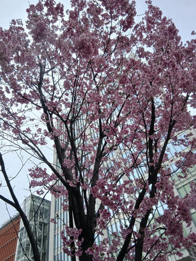 お早う御座います✴️｜写メ日記｜みほ｜鶯谷 人妻デリヘル しゅうかつ倶楽部