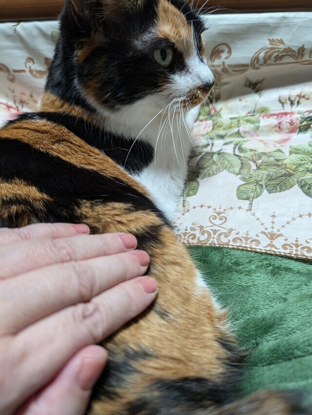 ニコです。｜写メ日記｜にこ｜鶯谷 人妻デリヘル しゅうかつ倶楽部