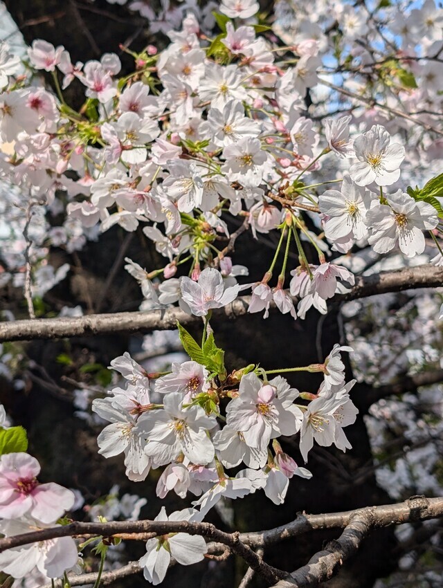 晴れてる時の❤サクラは、