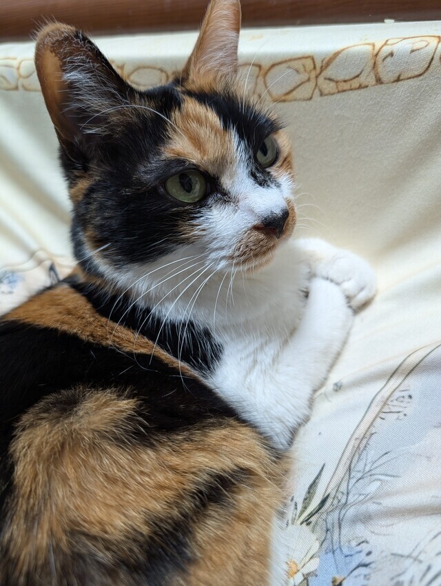 本当の、、、、、