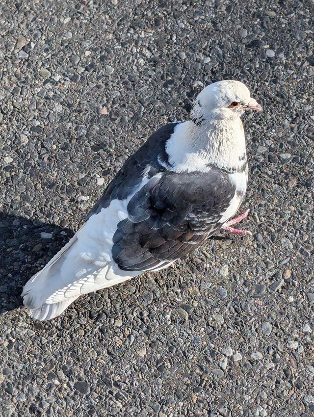 私🍀こう見えて｜写メ日記｜にこ｜鶯谷 人妻デリヘル しゅうかつ倶楽部