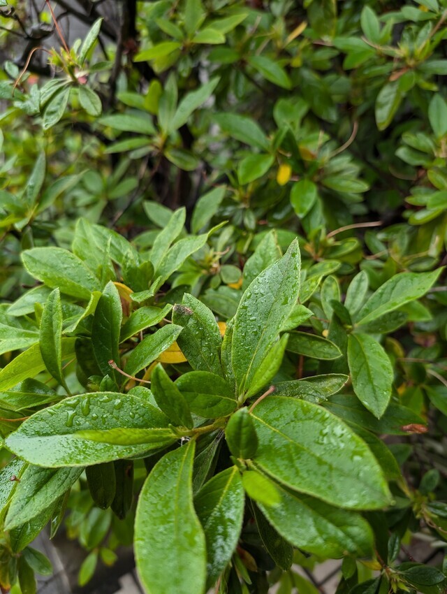 雨に🍀ヌレタ葉が｜写メ日記｜にこ｜鶯谷 人妻デリヘル しゅうかつ倶楽部