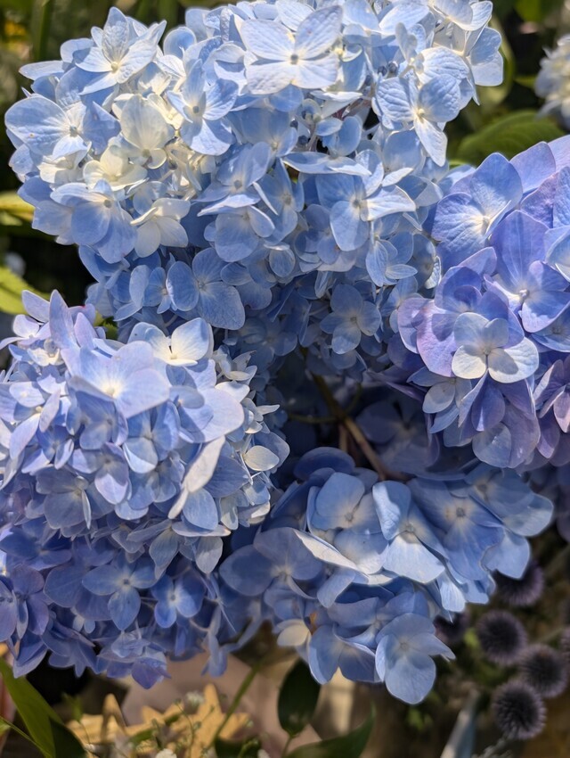 ☀夏の青いアジサイも｜写メ日記｜にこ｜鶯谷 人妻デリヘル しゅうかつ倶楽部