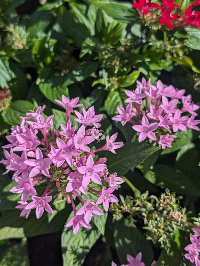 ペンタスの花⭐星の形をしている｜写メ日記｜にこ｜鶯谷 人妻デリヘル しゅうかつ倶楽部