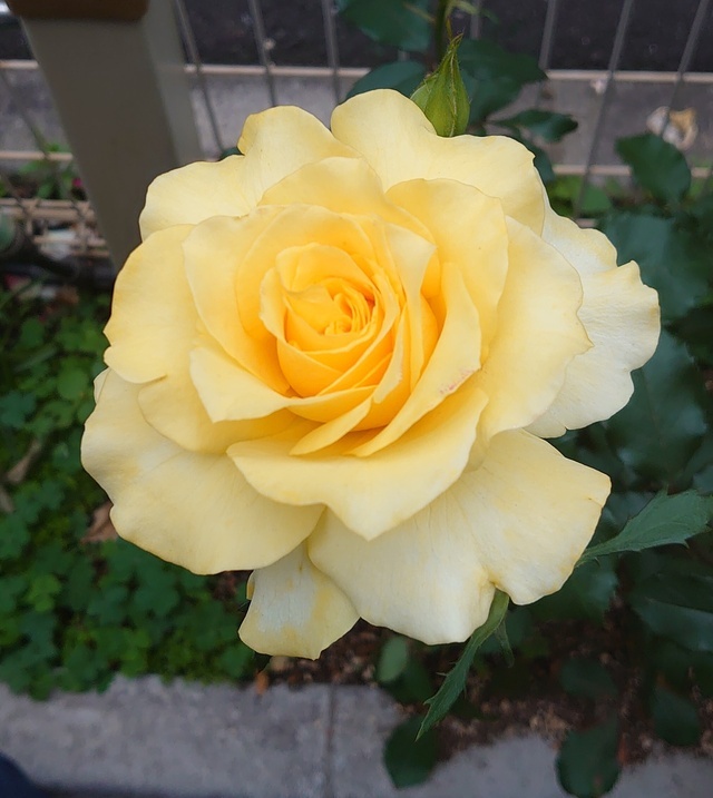 お礼の日記💝｜写メ日記｜西山時子｜鶯谷 人妻デリヘル しゅうかつ倶楽部