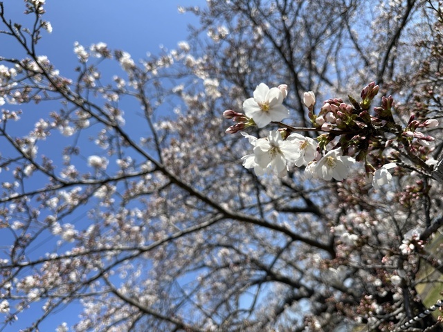 桜見に行きましたー｜写メ日記｜めい｜鶯谷 ぽっちゃりデリヘル 僕のぽっちゃり伝説