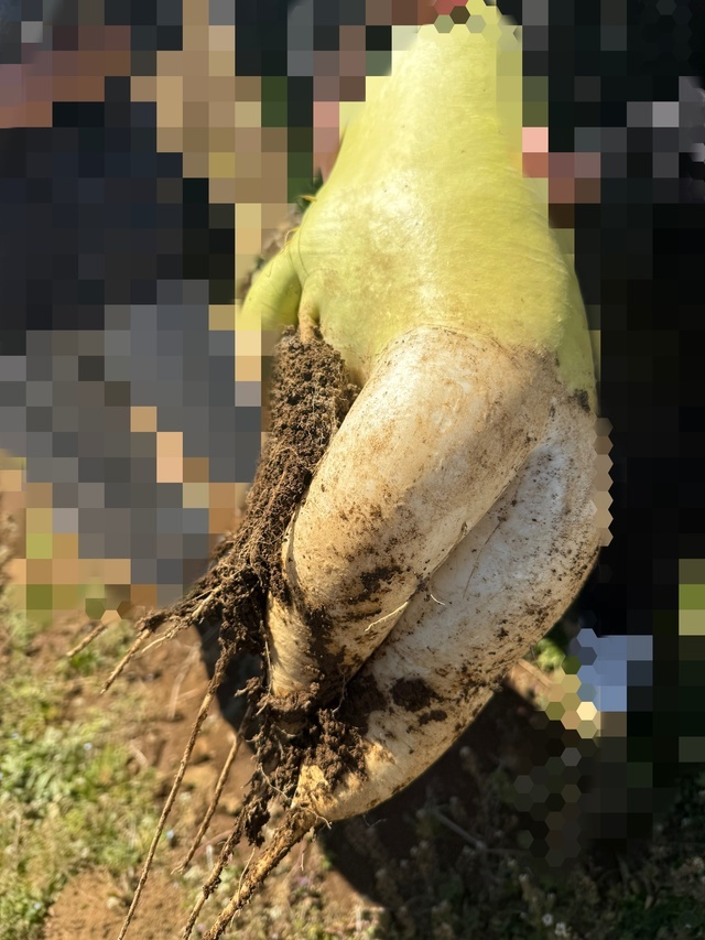 菜々緒ポーズ💗｜写メ日記｜るな｜鶯谷 ぽっちゃりデリヘル 僕のぽっちゃり伝説