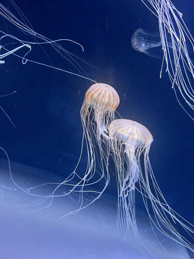 ごめんね｜写メ日記｜ひびき｜鶯谷 ぽっちゃりデリヘル 僕のぽっちゃり伝説