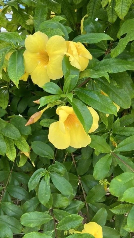 本当に綺麗だよね🌷｜写メ日記｜甘美 ゆうな｜渋谷 高級デリヘル RANUNCULUS（ラナンキュラス）