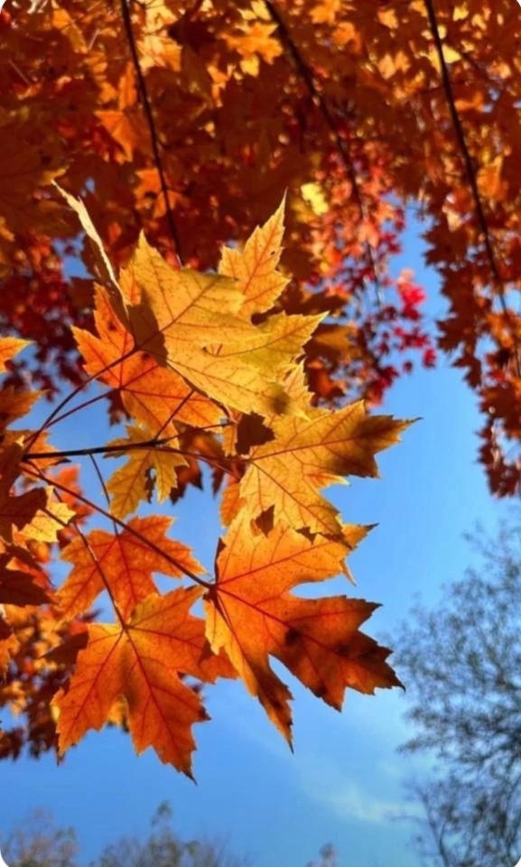 春夏秋冬🍂｜写メ日記｜五條 紗耶｜品川・五反田 一般デリヘル ELEGANCE
