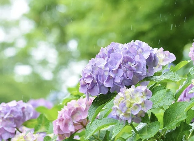 雨の日