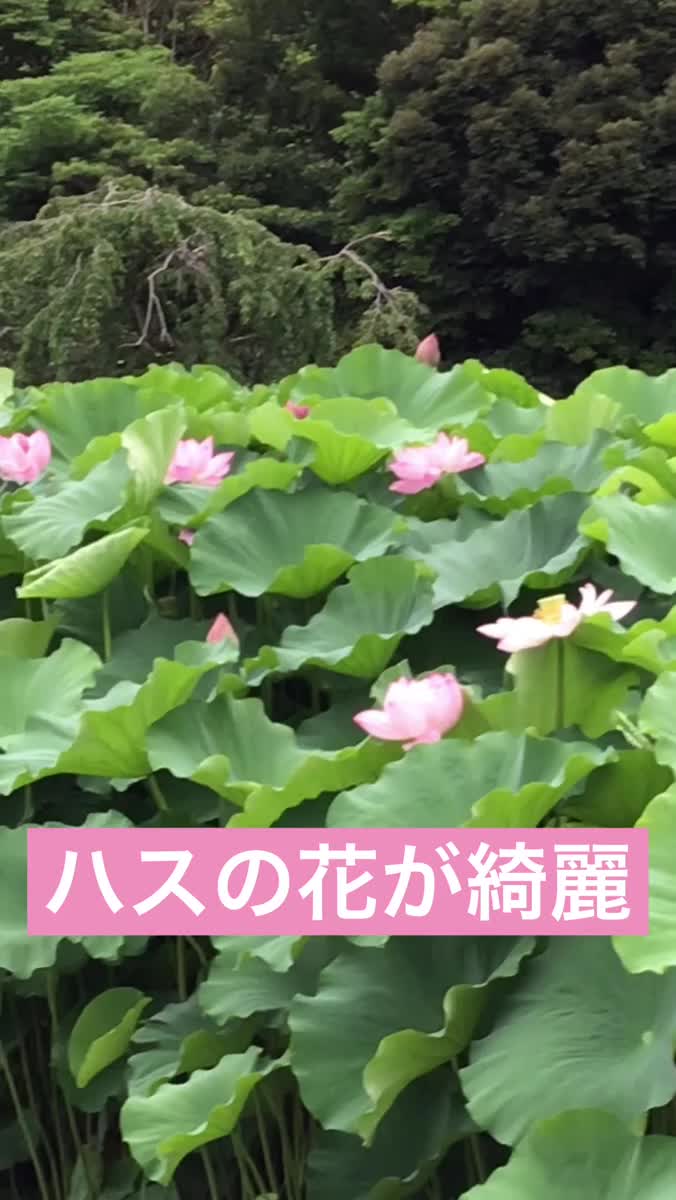 曇り空ですが・・・｜写メ日記｜山本｜鶯谷 人妻デリヘル 人妻風俗チャンネル