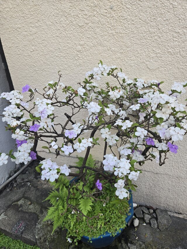 ちょっとした🌸｜写メ日記｜椎名｜鶯谷 人妻デリヘル 人妻風俗チャンネル