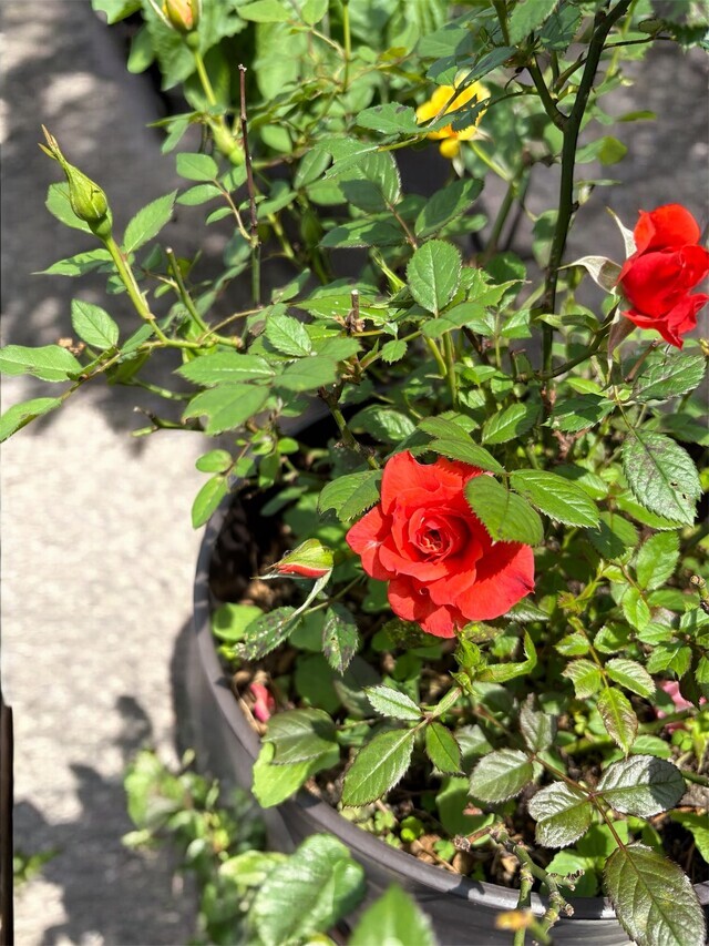 咲いた｜写メ日記｜立花｜鶯谷 人妻デリヘル 人妻風俗チャンネル
