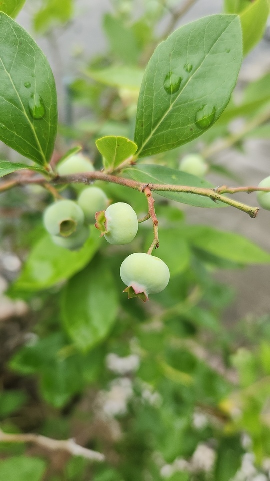 熟れたのは食べちゃった……｜写メ日記｜高見沢｜鶯谷 人妻デリヘル 人妻風俗チャンネル