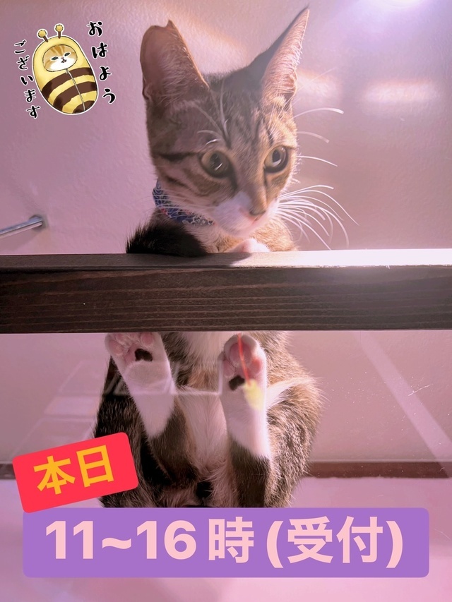 にゃんにゃんにゃん🐱猫の日｜写メ日記｜西村｜鶯谷 一般デリヘル 鶯谷ワンハート