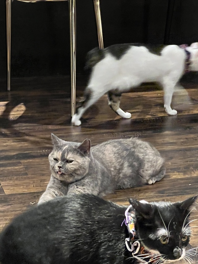 癒し空間🐈🐾｜写メ日記｜西村｜鶯谷 一般デリヘル 鶯谷ワンハート