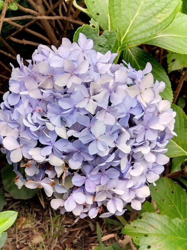 今日は
