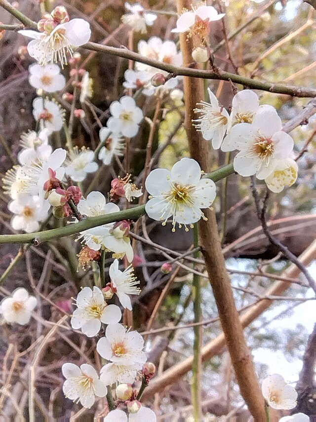 早朝から｜写メ日記｜相馬｜鶯谷 一般デリヘル 鶯谷ワンハート