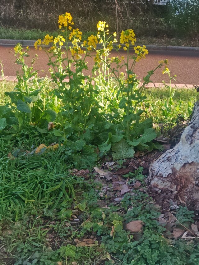 風が｜写メ日記｜相馬｜鶯谷 一般デリヘル 鶯谷ワンハート