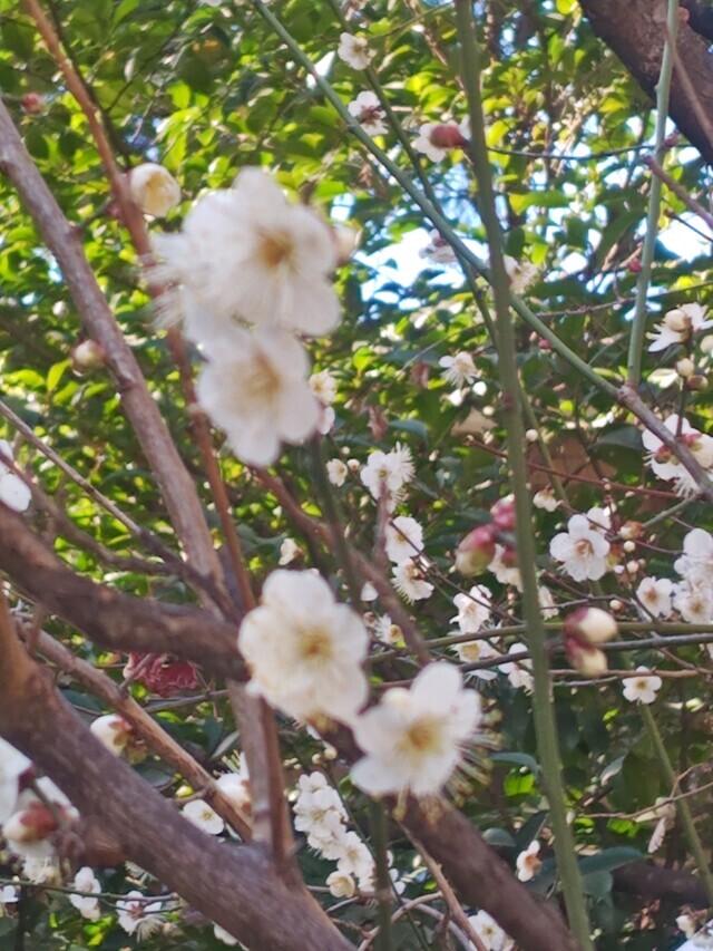 やっと｜写メ日記｜相馬｜鶯谷 一般デリヘル 鶯谷ワンハート