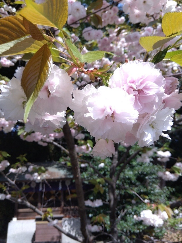 日向は｜写メ日記｜相馬｜鶯谷 一般デリヘル 鶯谷ワンハート