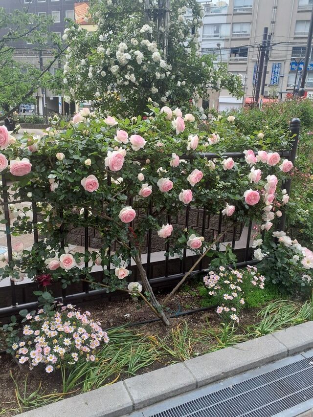 柏木です。