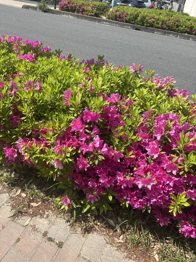 おはようございます