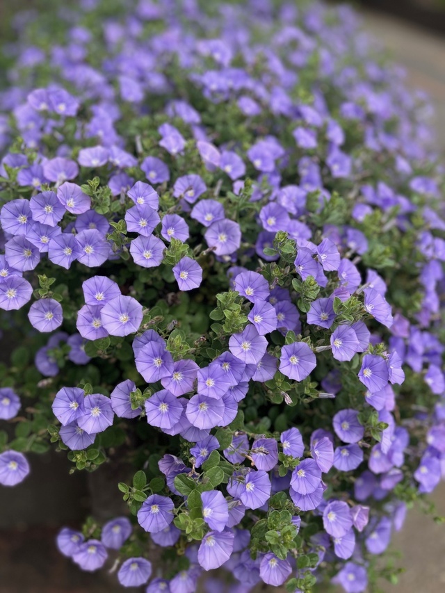 御礼日記｜写メ日記｜岡埼｜鶯谷 一般デリヘル 鶯谷ワンハート