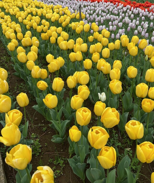 燃えろ エロレンジャー｜写メ日記｜岡埼｜鶯谷 一般デリヘル 鶯谷ワンハート