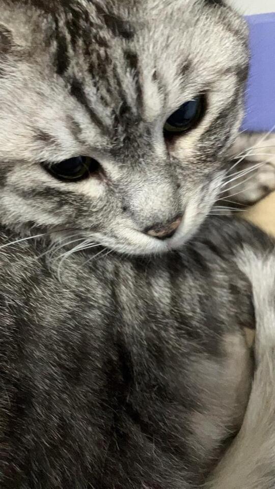 モフモフな癒し🐈｜写メ日記｜かのむ｜池袋 人妻デリヘル One More 奥様 池袋店