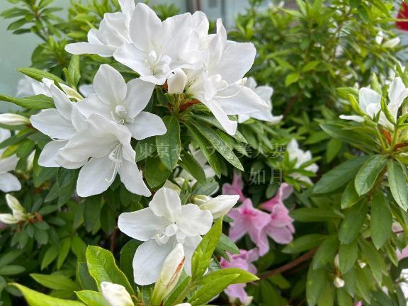 刺激不要｜写メ日記｜如月（きさらぎ）｜品川・五反田 人妻デリヘル 東京セレブな美人妻