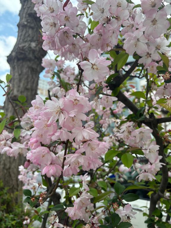 サクラ　サク｜写メ日記｜北条（ほうじょう）｜品川・五反田 人妻デリヘル 東京セレブな美人妻