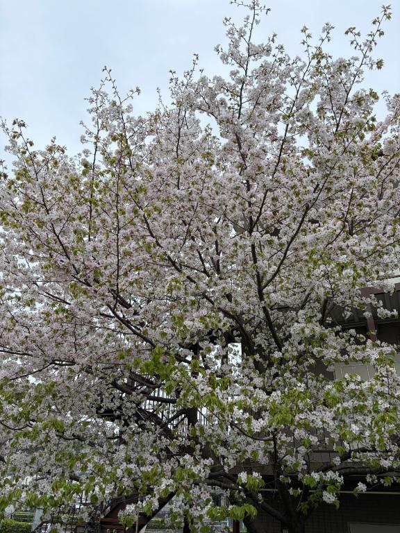 ありがとう御座います｜写メ日記｜椎名｜品川・五反田 人妻デリヘル 東京セレブな美人妻