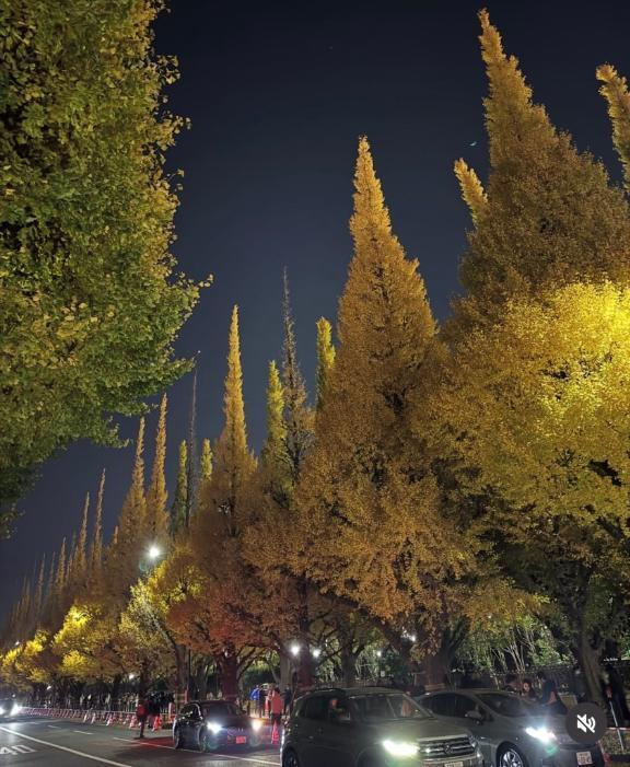 紅葉の秋。今日は珍しく早めから。。｜写メ日記｜杉本あいの｜新宿 高級デリヘル MIRAI TOKYO 新宿店