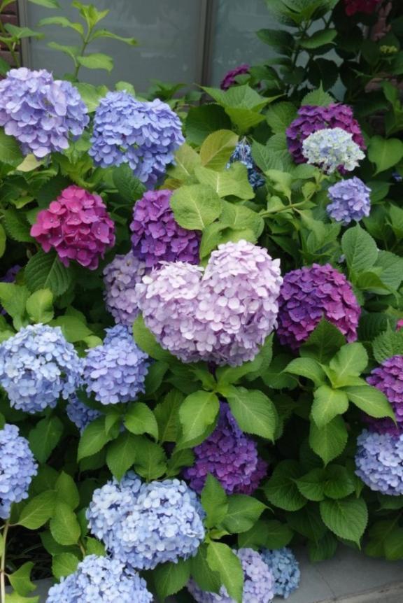 紫陽花⃘*.ﾟ｜写メ日記｜紫苑ゆい｜新宿 高級デリヘル MIRAI TOKYO 新宿店