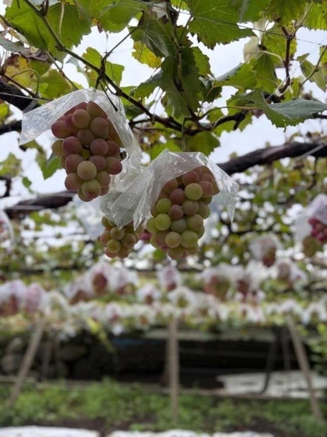 昨日山梨🍇｜写メ日記｜大隈ゆりな｜新宿 高級デリヘル MIRAI TOKYO 新宿店