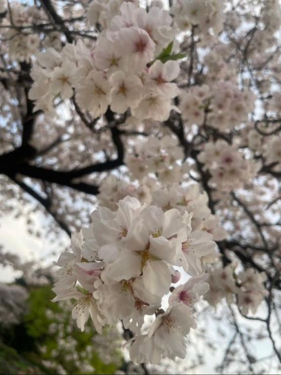 さくら満開〜✨｜写メ日記｜雪村　しのぶ｜渋谷 高級デリヘル Berry(ベリー)