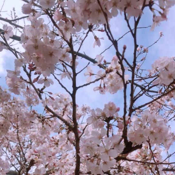 🌸桜と合言葉｜写メ日記｜成宮｜品川・五反田 一般デリヘル 品川やすらぎ